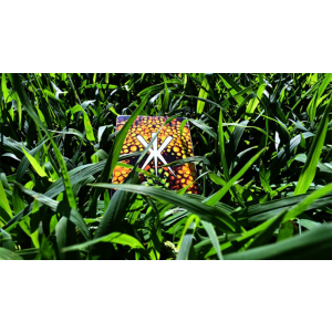 Kameleon (Yellow) Playing Cards