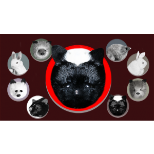 Skunk Spring Animal by Magic Masters - Trick