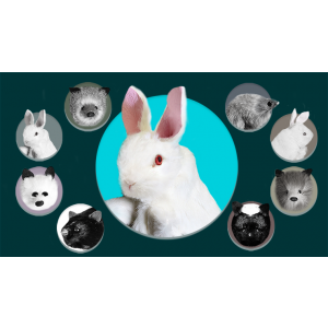 Rabbit Spring Animal by Magic Masters - Trick