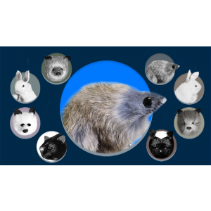 Judy Mouse Finger Puppet by Magic Masters - Trick