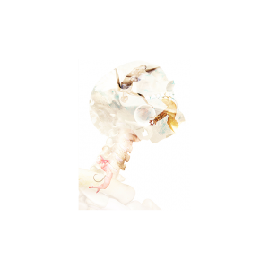 Ghost Card (Gimmicks and Online Instructions) by Fraser Parker - Trick